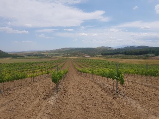 Suelos en Grávalos , La Rioja 5