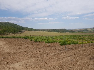 Suelos en Grávalos , La Rioja 6