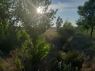 SECTOR 4 SUD MANOJALBO 5