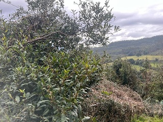 DE CASTIELLO, POLIGONO 97, PARCELA 8