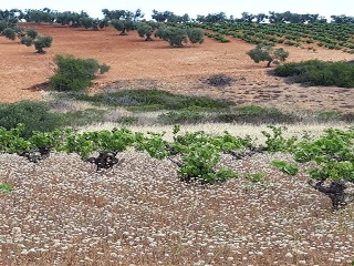 PARAJE FRAILE 15