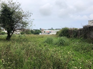 ALBERICIA 8