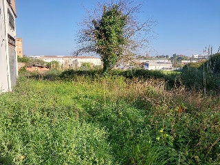 ALBERICIA 12