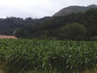 VEGA DE CONTRANQUIL 4