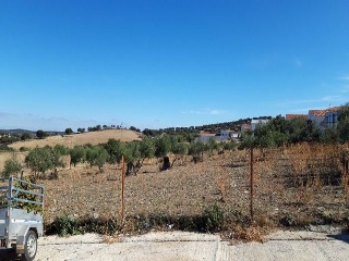 CAROLINA CORONADO 4