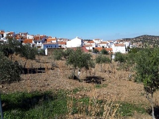 CAROLINA CORONADO 12