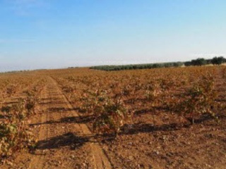 POLIGONO 15 2