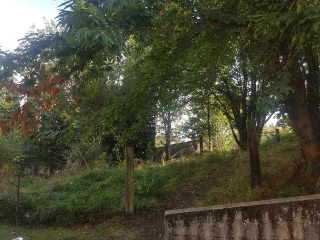 SAN ROQUE 10