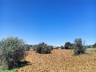 29 DEL SECTOR RES-II 7
