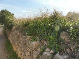 SAN JUAN BAUTISTA 2