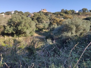 ROMA 15