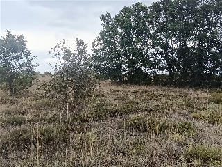 S11, ESTRELLA DE IZAR PARCELA RMAIS/03 4