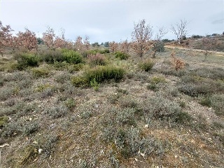 S11, ESTRELLA DE IZAR.PARCELA RMAIS/06 5