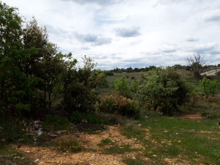 CARMENES 19