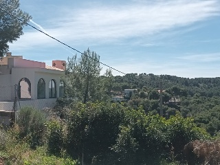 OLIVERA 3