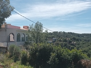 OLIVERA 4