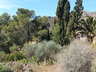 OLIVERA 5