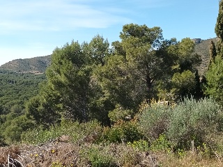 OLIVERA 6