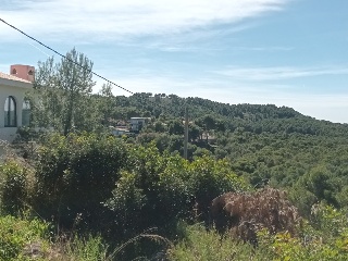 OLIVERA 7