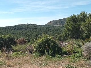OLIVERA 8