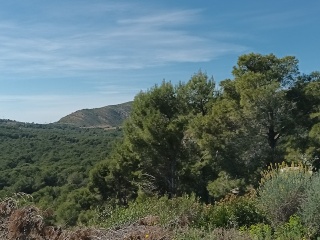 OLIVERA 10