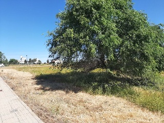 PILAREJO 8