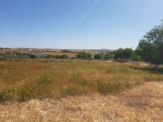 PILAREJO 11