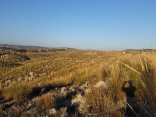 PICACHO,LEBRERA,ESTACADA 2