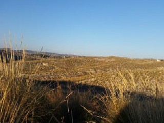PICACHO,LEBRERA,ESTACADA 5