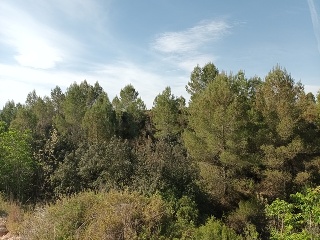 LES ALQUERIES 7 PARTIDA.NUMERO 6 Polígono 6 Parcela 7