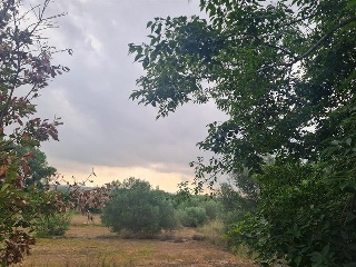 LES PALMERES, B 7