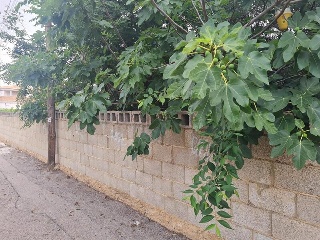 LES PALMERES, B 9