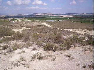 Suelo rústico en San Miguel de Salinas (Alicante) 38