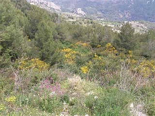 Suelo en Sc Morera - Benimantell, Alicante - 17
