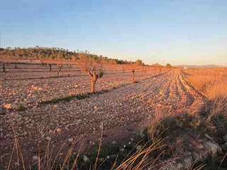Suelo en Monóvar 38