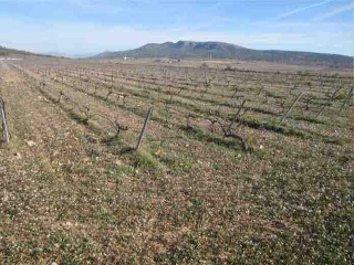 Suelo en Monóvar 41