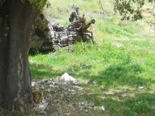 Suelo en Cortegana 17