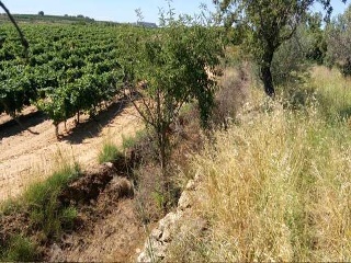 Suelos rústicos en Partida Canaleja - Chiva - 15