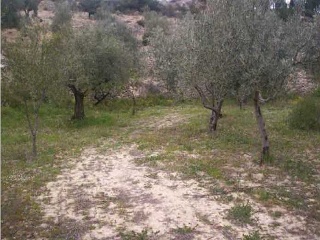 Suelo en Torremanzanas 19