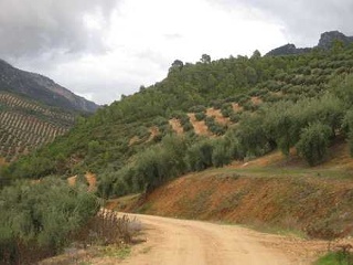 Suelos en Villacarrillo 20