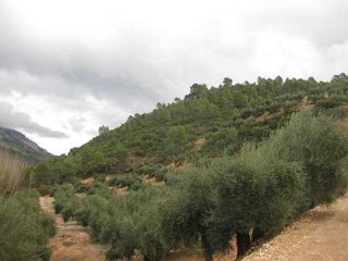 Suelos en Villacarrillo 21