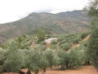 Suelos en Villacarrillo 22