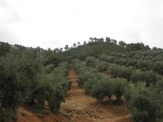 Suelos en Villacarrillo 23