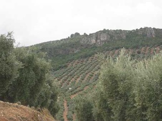 Suelos en Villacarrillo 25