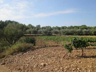 Suelos en Vilamarxant, Valencia 18