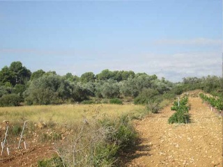 Suelos en Vilamarxant, Valencia 23