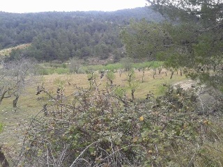 Suelo en C/ Las Lagunas, Mula (Murcia) 21