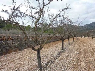 Suelo en Pt Cava 17