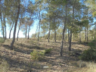 Suelo en Ptda. El Palmar 26