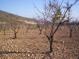 Suelo en Villena 20
